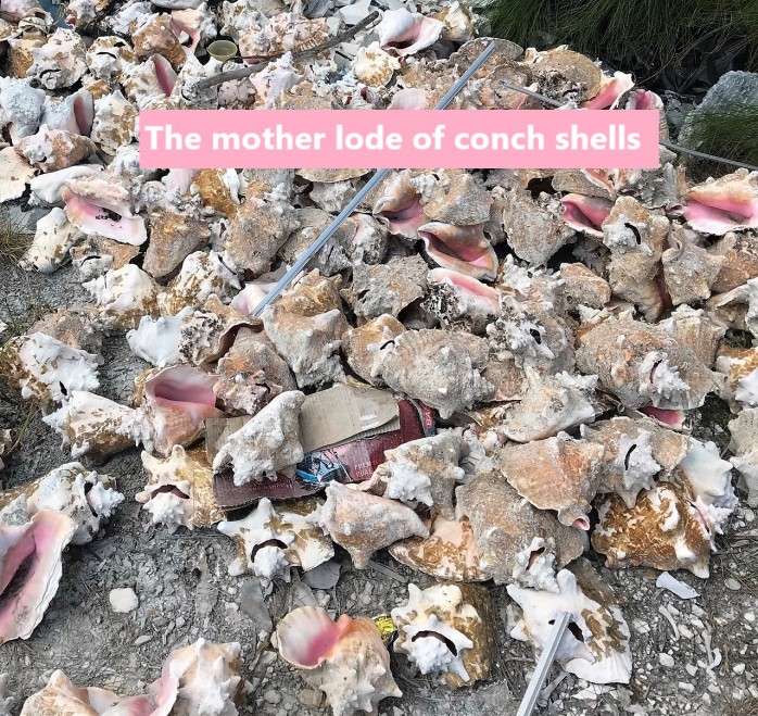 60 Conch Shells